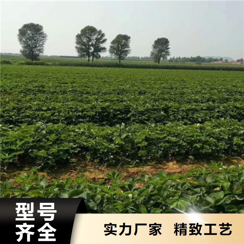 草莓苗大棚草莓苗助您降低采购成本出厂价