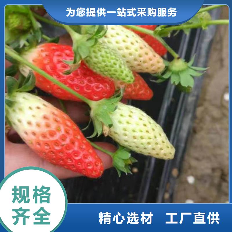 草莓苗板栗苗品质过硬同城生产厂家