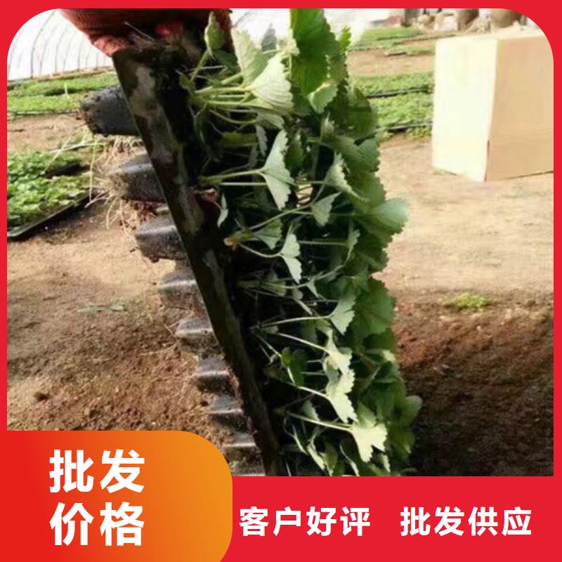 草莓苗油桃树苗支持加工定制现货满足大量采购