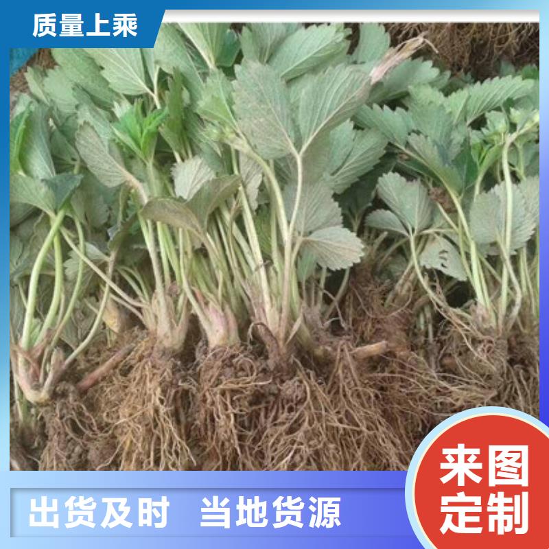 草莓苗【大棚草莓苗】工厂采购当地生产厂家