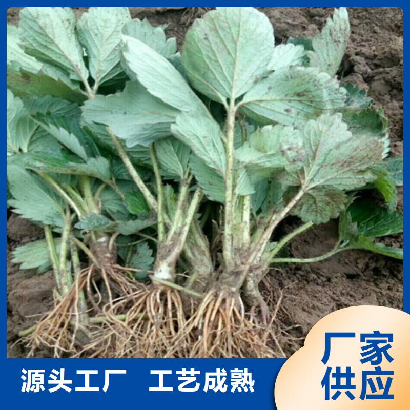 草莓苗苹果苗放心购高标准高品质