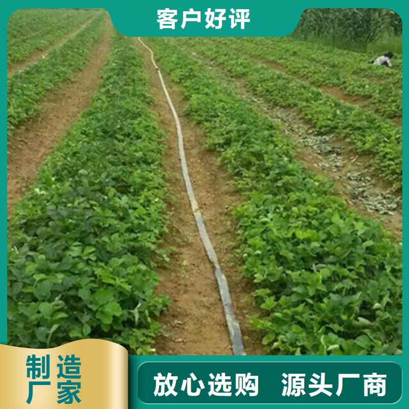 草莓苗梨树苗基地生产安装用心做产品