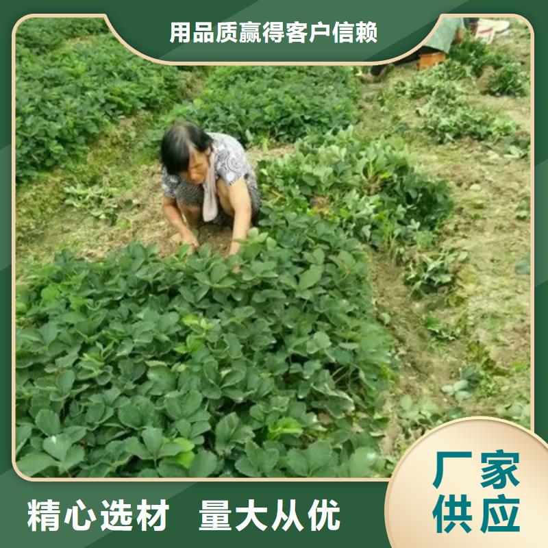 草莓苗果树苗批发基地符合行业标准同城服务商