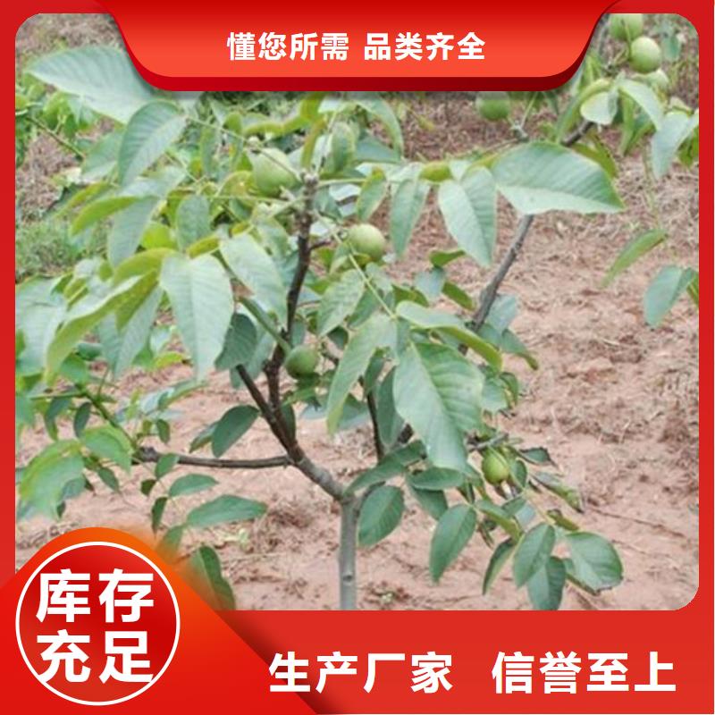 核桃苗【草莓苗价格】质量无忧厂家货源