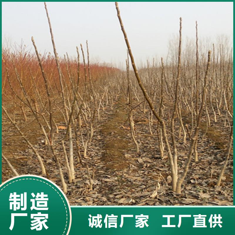 【核桃苗】毛蟠桃树苗基地出货及时本地生产商