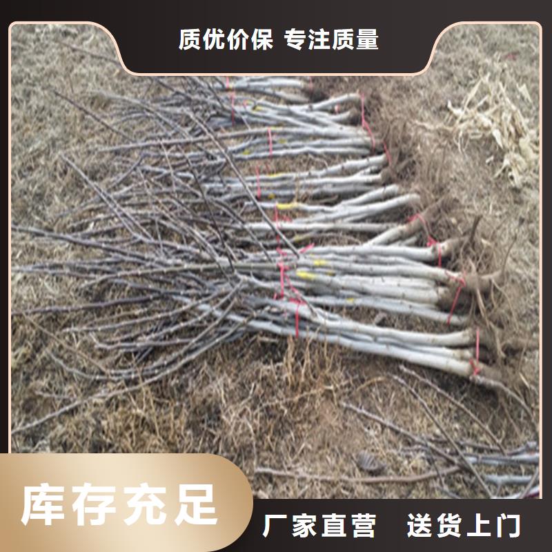 【核桃苗】果树苗批发基地产地直供品质优选