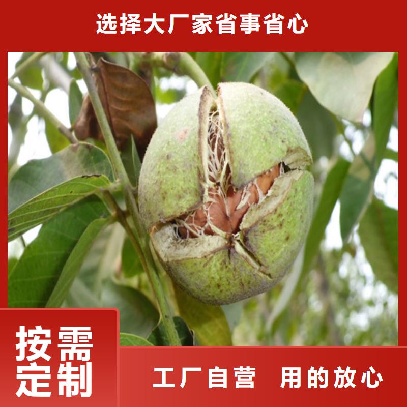 核桃苗【苹果苗】工艺成熟工艺层层把关