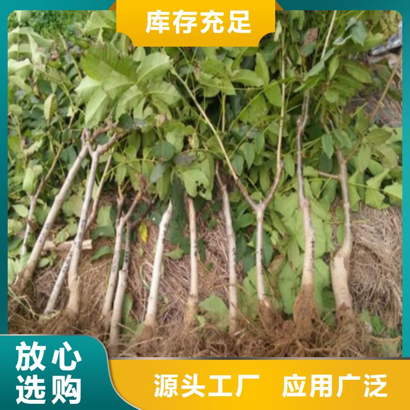 核桃苗大棚草莓苗免费寄样本地品牌