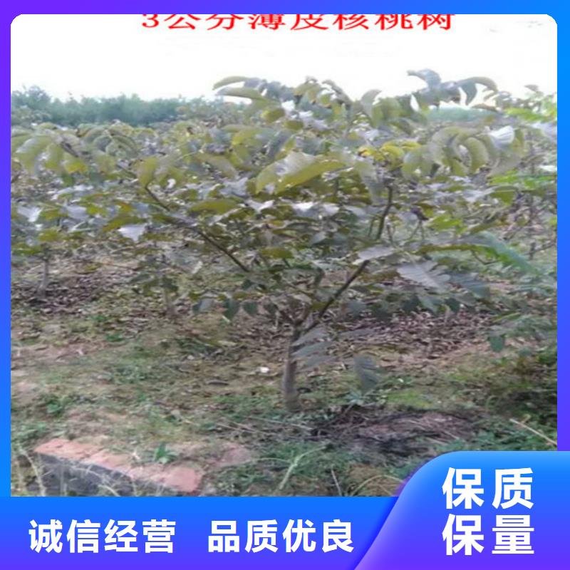 核桃苗【黑珍珠草莓苗】高标准高品质质量三包