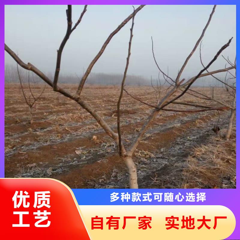 核桃苗苹果苗出厂价多年厂家可靠