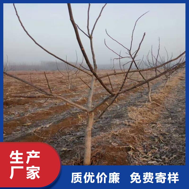 ​核桃苗梨树苗基地经验丰富质量放心好产品好服务