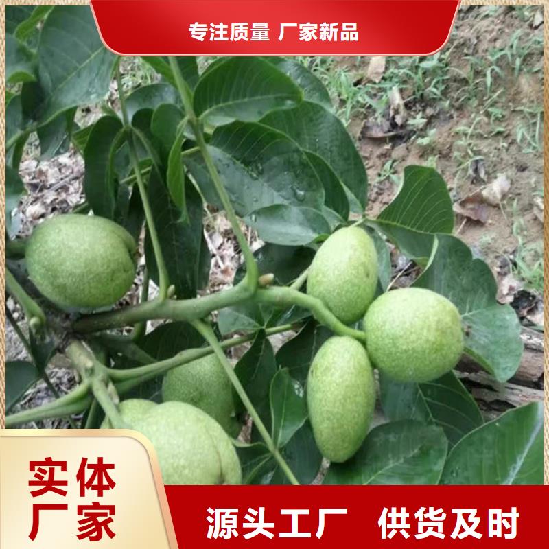 【核桃苗大棚草莓苗老品牌厂家】货到付款