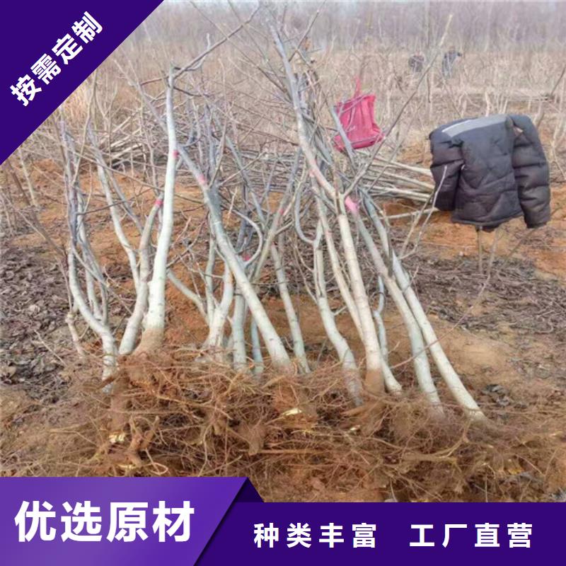 【核桃苗-果树苗生产加工】本地供应商