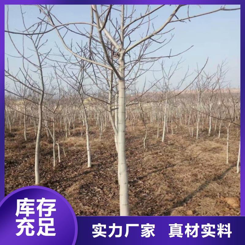 【核桃苗蓝莓苗价格低】质量安心