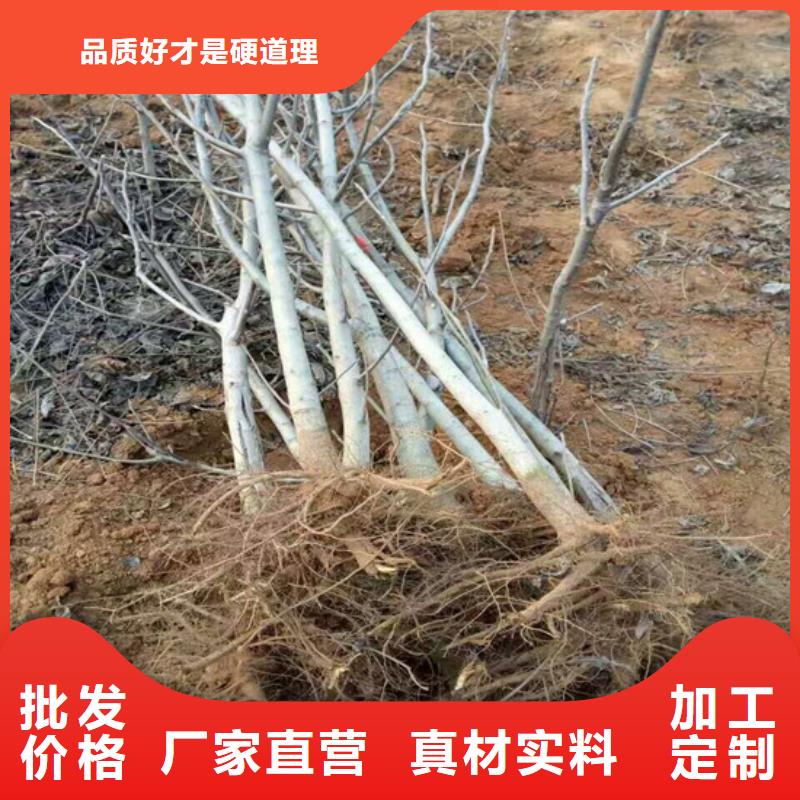 核桃苗樱桃苗实力厂家当地生产商