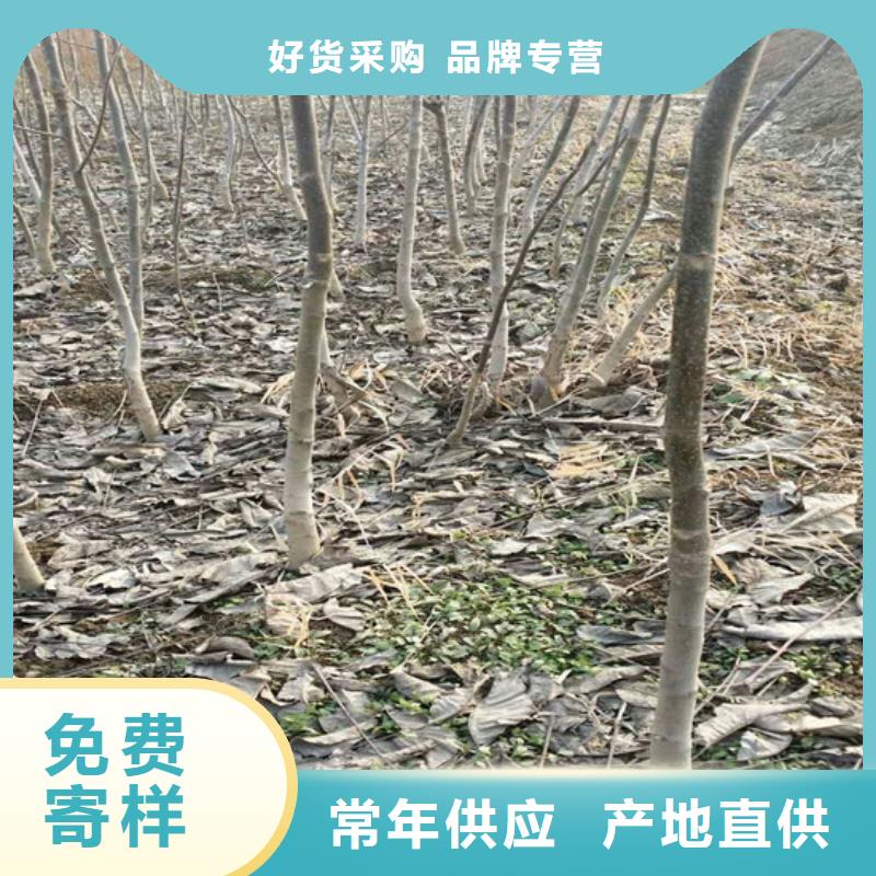 核桃苗草莓苗价格设计制造销售服务一体专业生产厂家