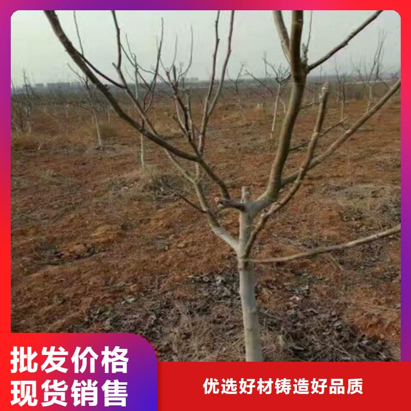 核桃苗_果树苗批发基地标准工艺好产品有口碑