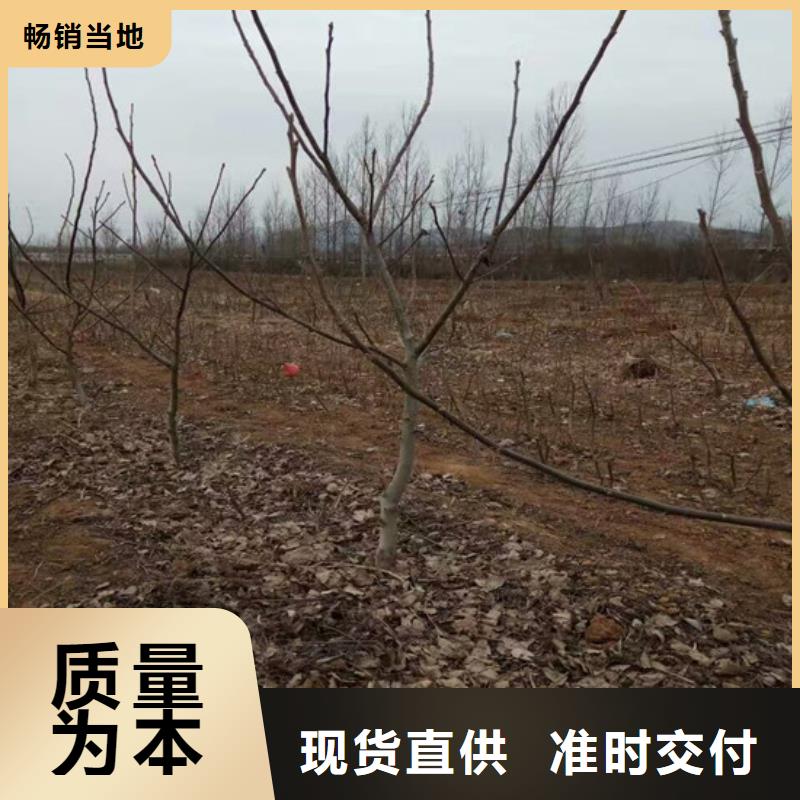 【核桃苗】-香梨树苗质优价保当地生产厂家