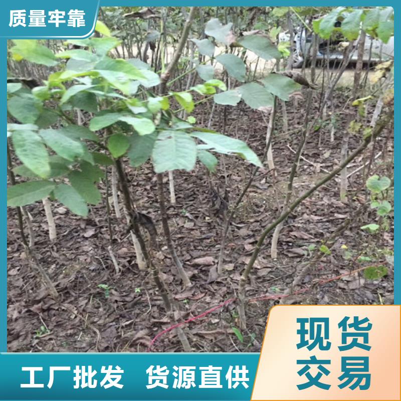 核桃苗梨树苗高质量高信誉本地货源