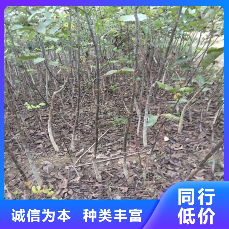 核桃苗_【苹果苗基地】设备齐全支持定制大品牌值得信赖