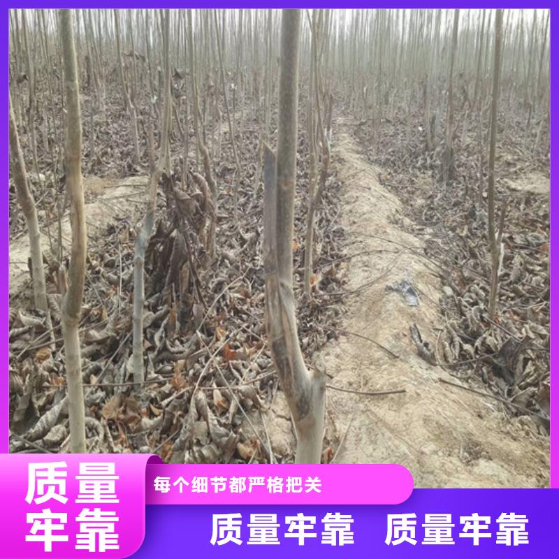 【核桃苗】香梨树苗质量检测同城生产商