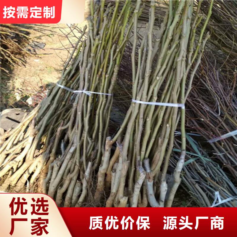 【核桃苗梨树苗材质实在】用心提升细节