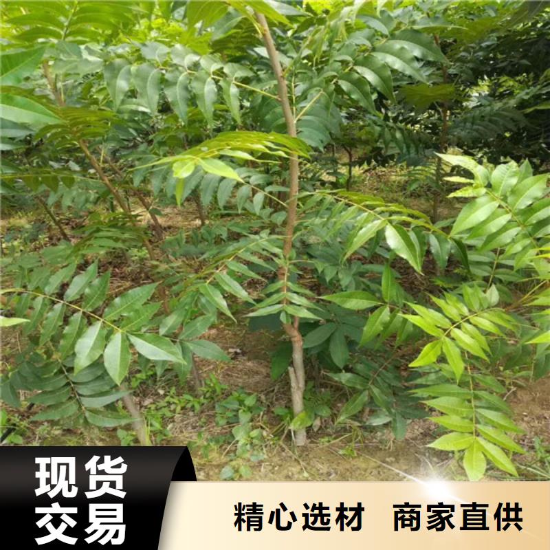 核桃苗_【大棚草莓苗】价格合理当地制造商