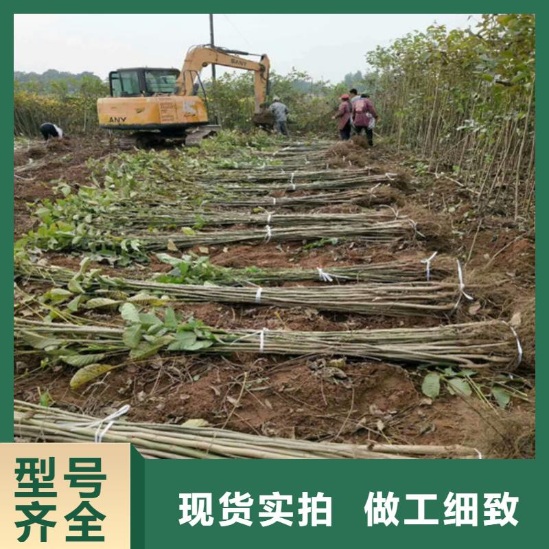 核桃苗梨树苗基地厂家销售符合国家标准