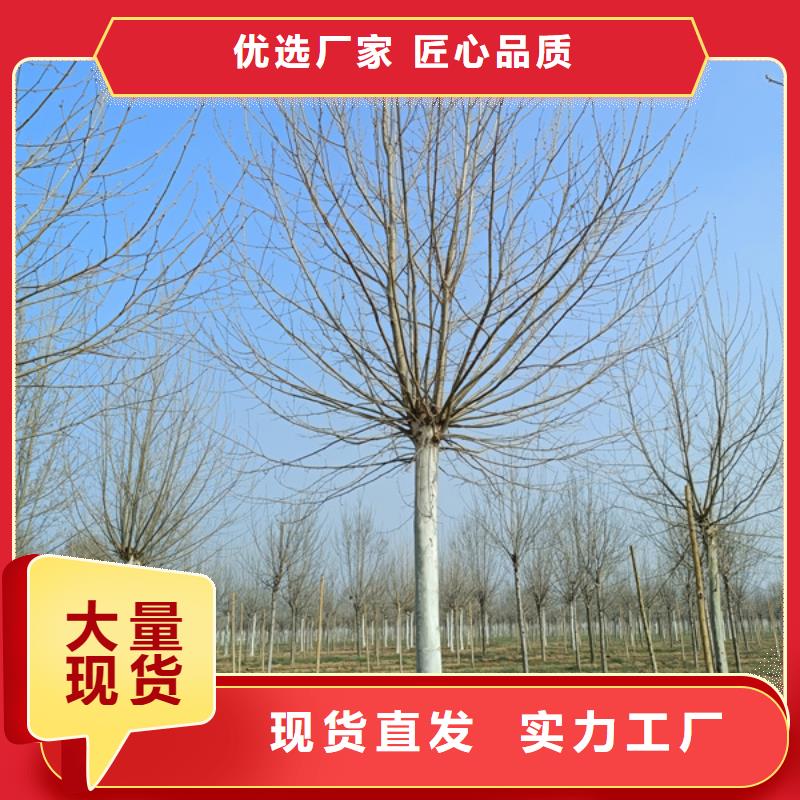 法桐美国红枫品质过硬同城 本地域品牌