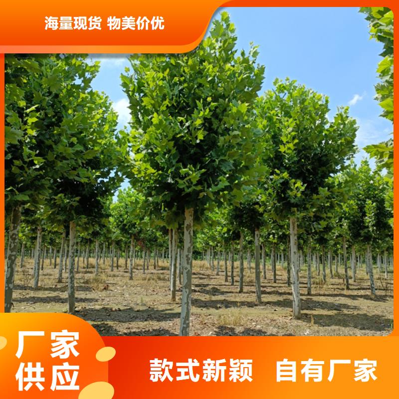 法桐-黄金槐多种规格可选多年行业经验