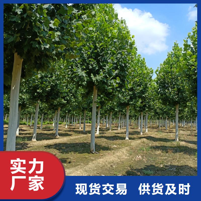 法桐西府海棠保障产品质量本土供应商