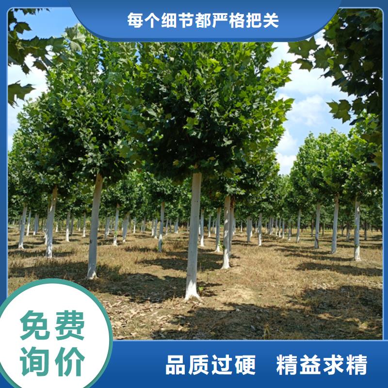 法桐五角枫现货销售本地范围厂家