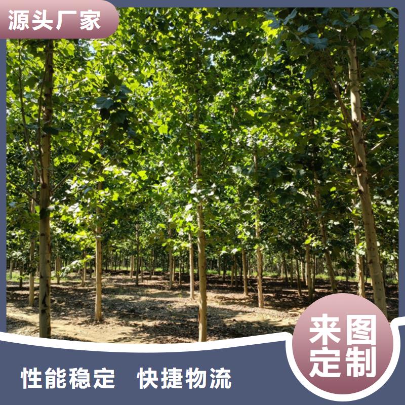 法桐美国红枫诚信为本用心做好细节