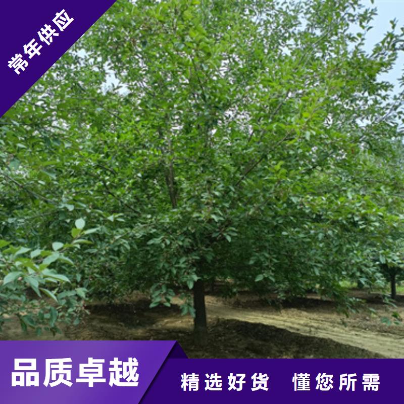 法桐金叶槐精工制作性能稳定