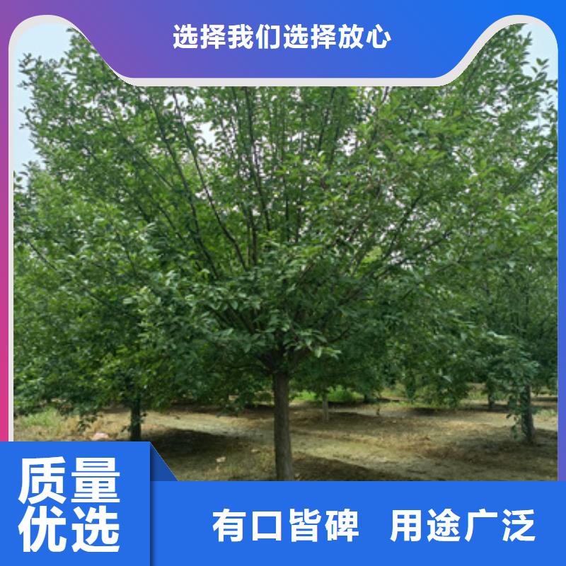 ​法桐国槐精品优选库存充足