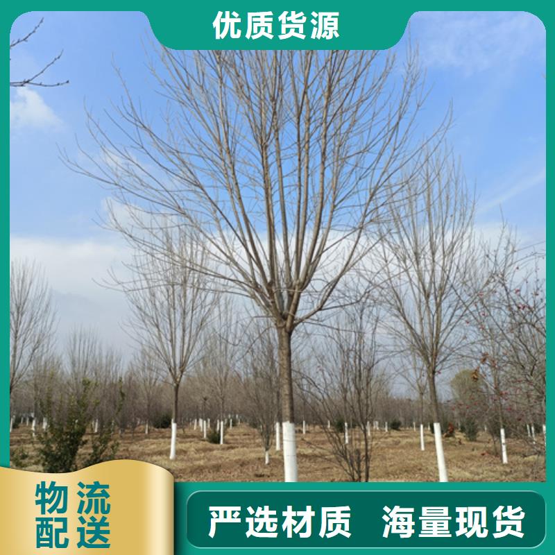 法桐西府海棠专注细节专注品质同城区域制造商