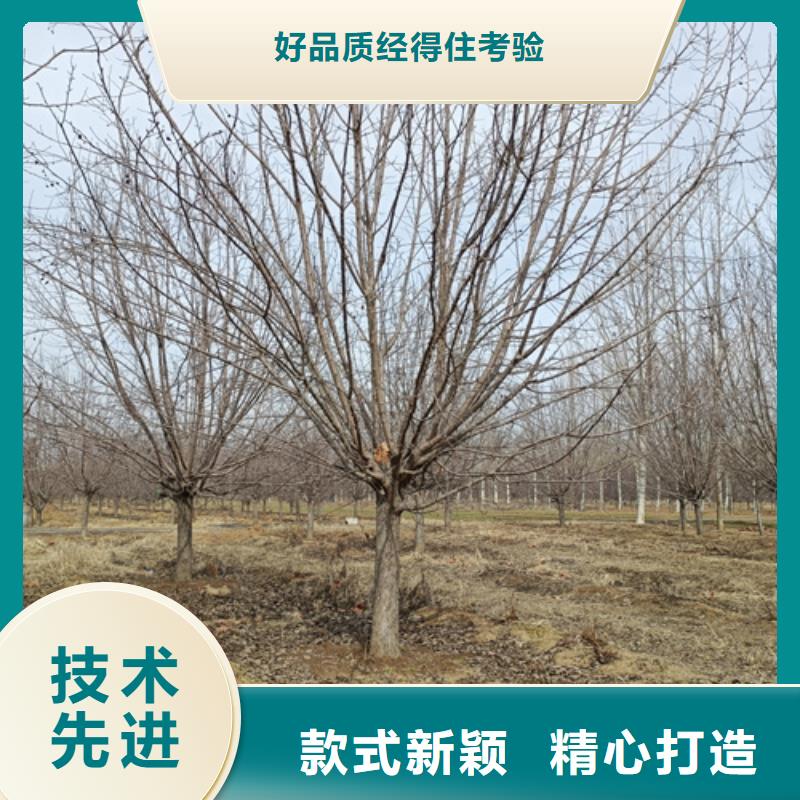 【法桐_五角枫让利客户】同城厂家