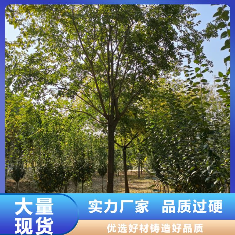 法桐-【五角枫】今日新品厂家直销