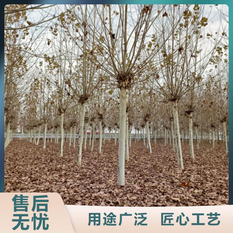 法桐金叶白蜡量少也做不只是质量好