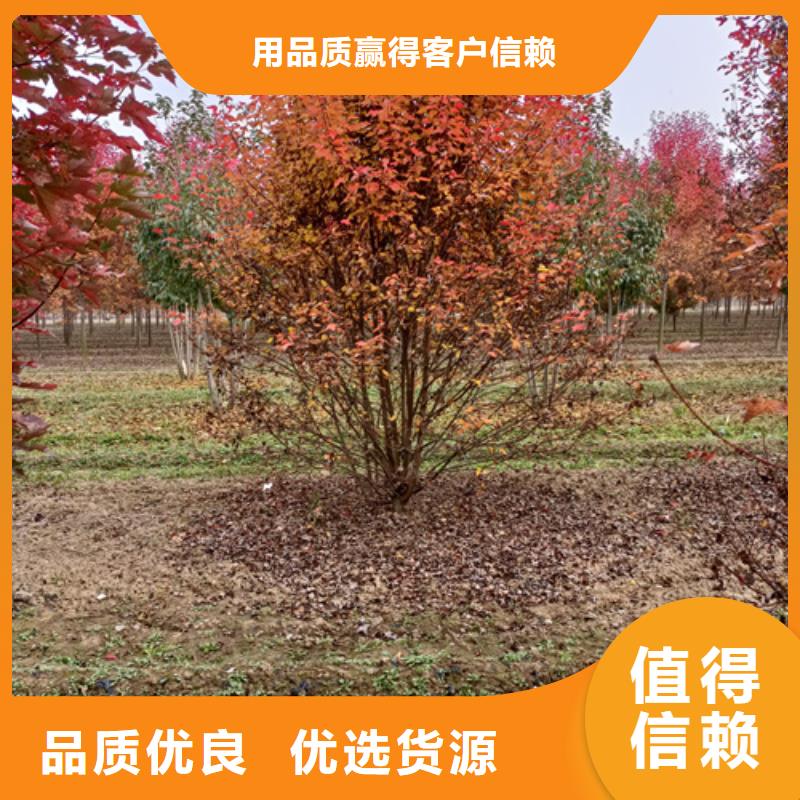 法桐原生冠法桐质量无忧厂家品控严格
