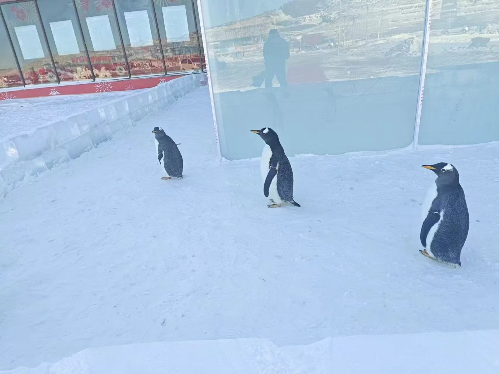 质优价廉的企鹅展览基地