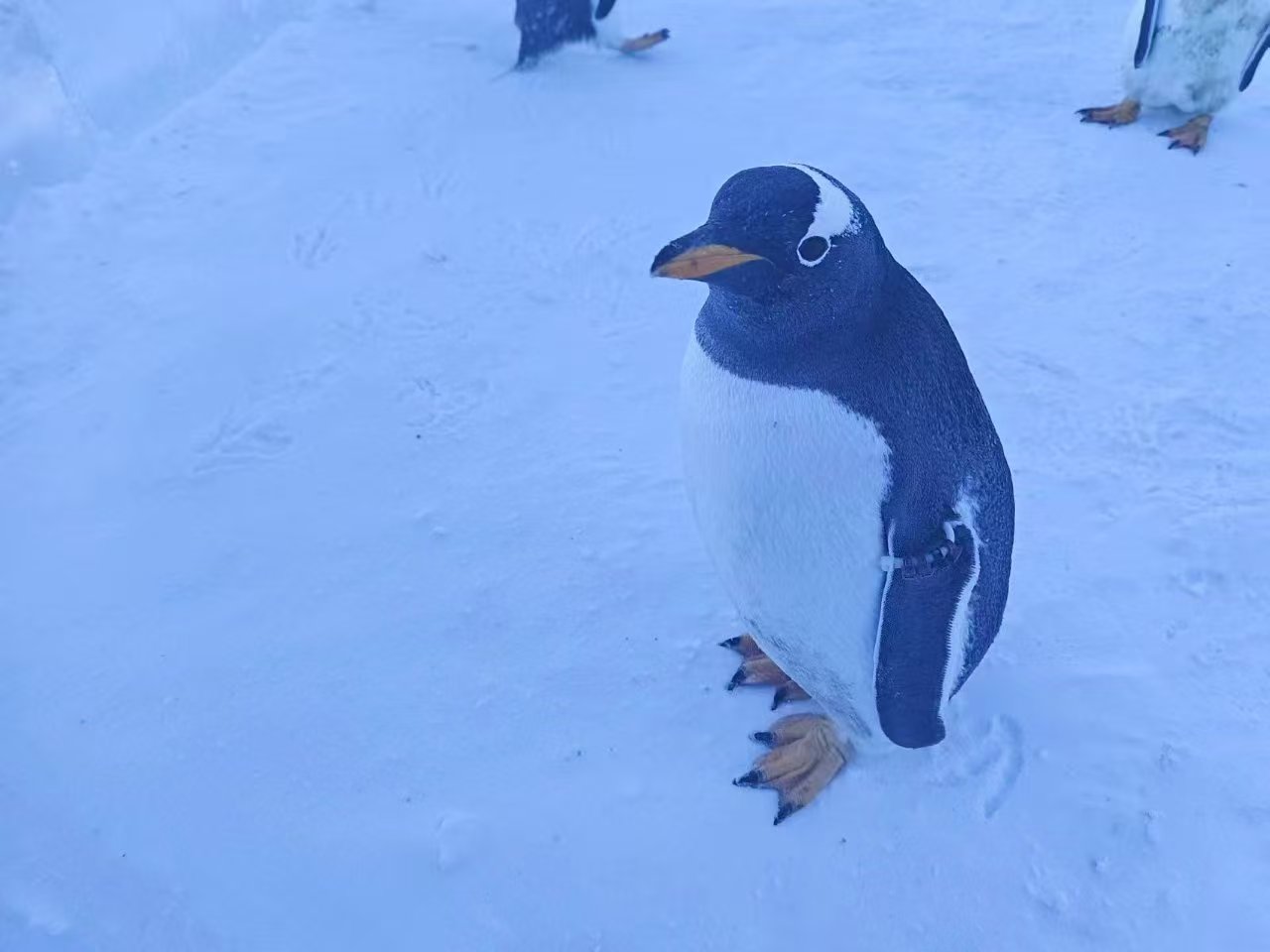 帝企鹅 品质商家