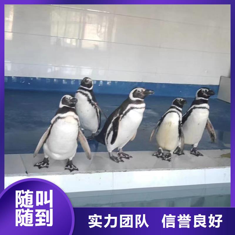 海洋主题动物表演,水族海洋展高性价比免费咨询