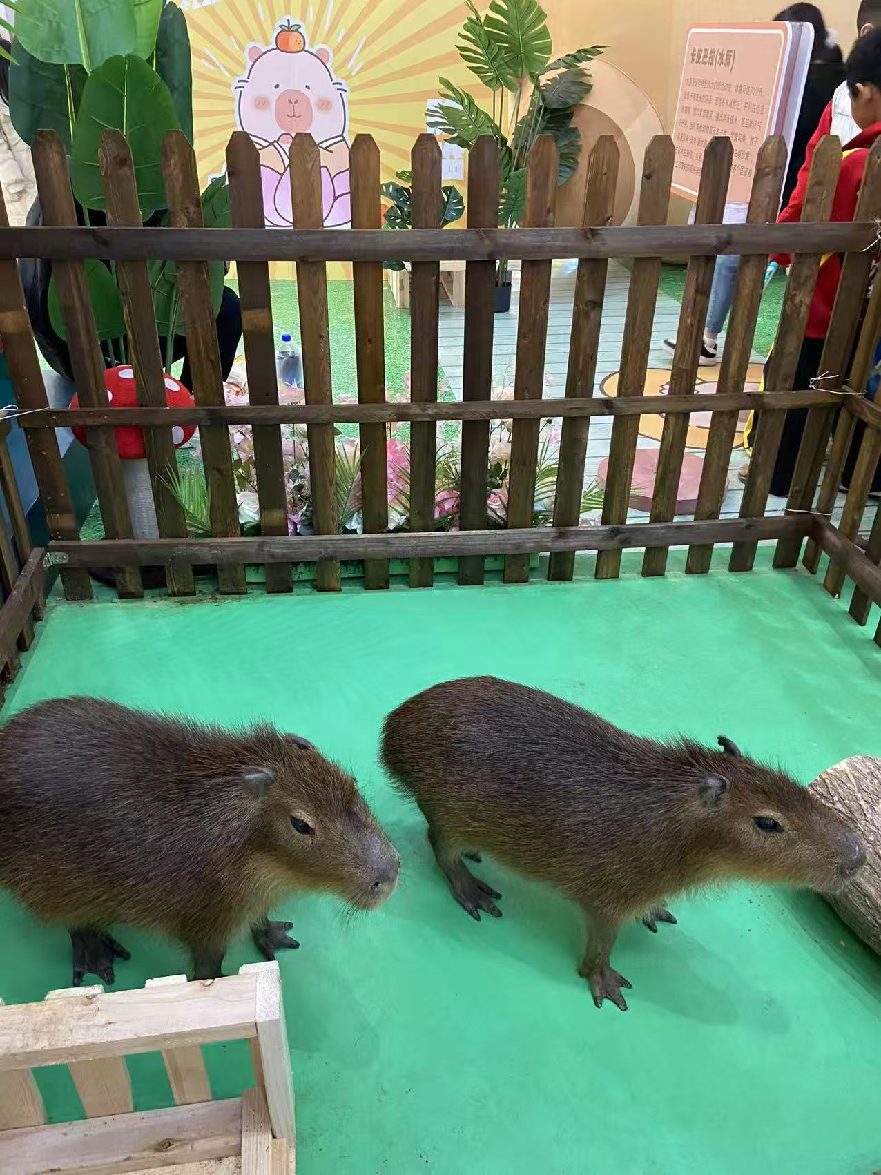 商场暖场经久耐用