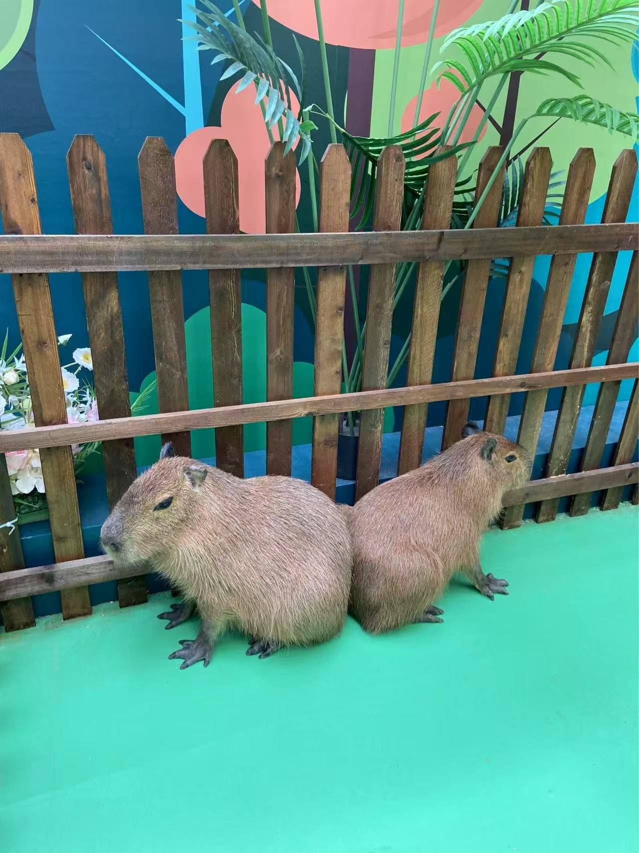 水豚出租公司_兮洋动物展览有限公司