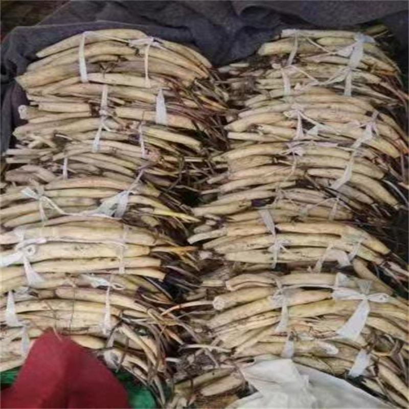 观赏荷花苗费用