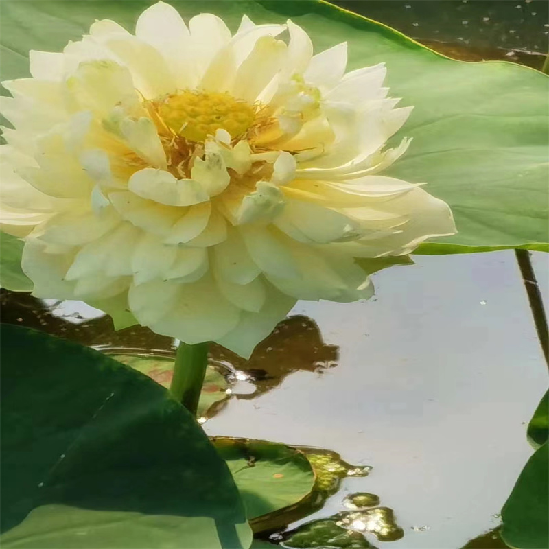 优惠的观赏荷花种苗品牌厂家