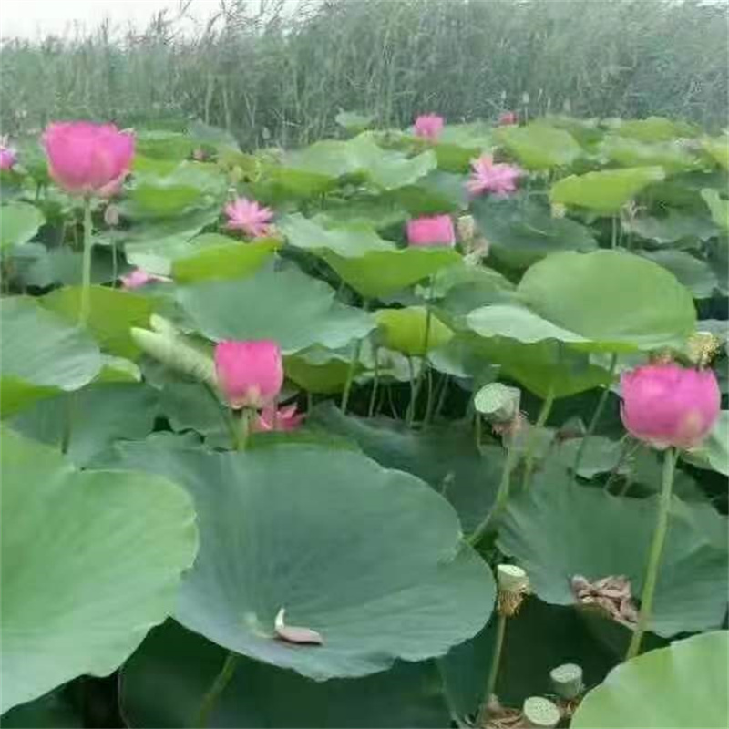 碗莲苗畅销全国