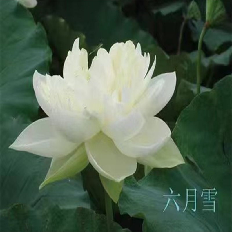 买纯白荷花苗必看-售后保证细节决定品质