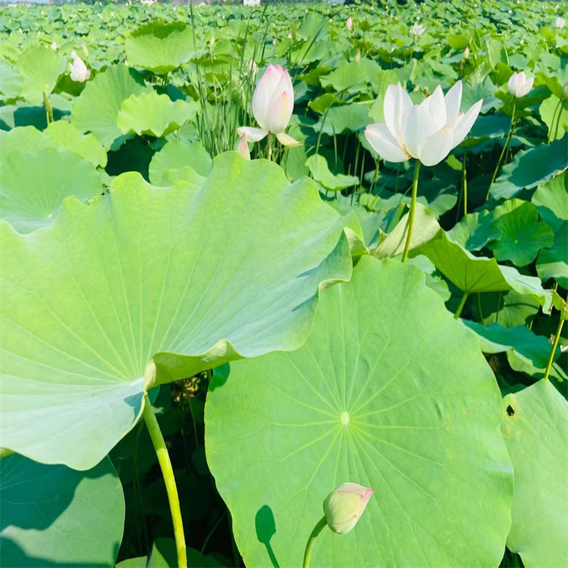 水生植物种苗-大品牌质量有保障厂家直销供货稳定